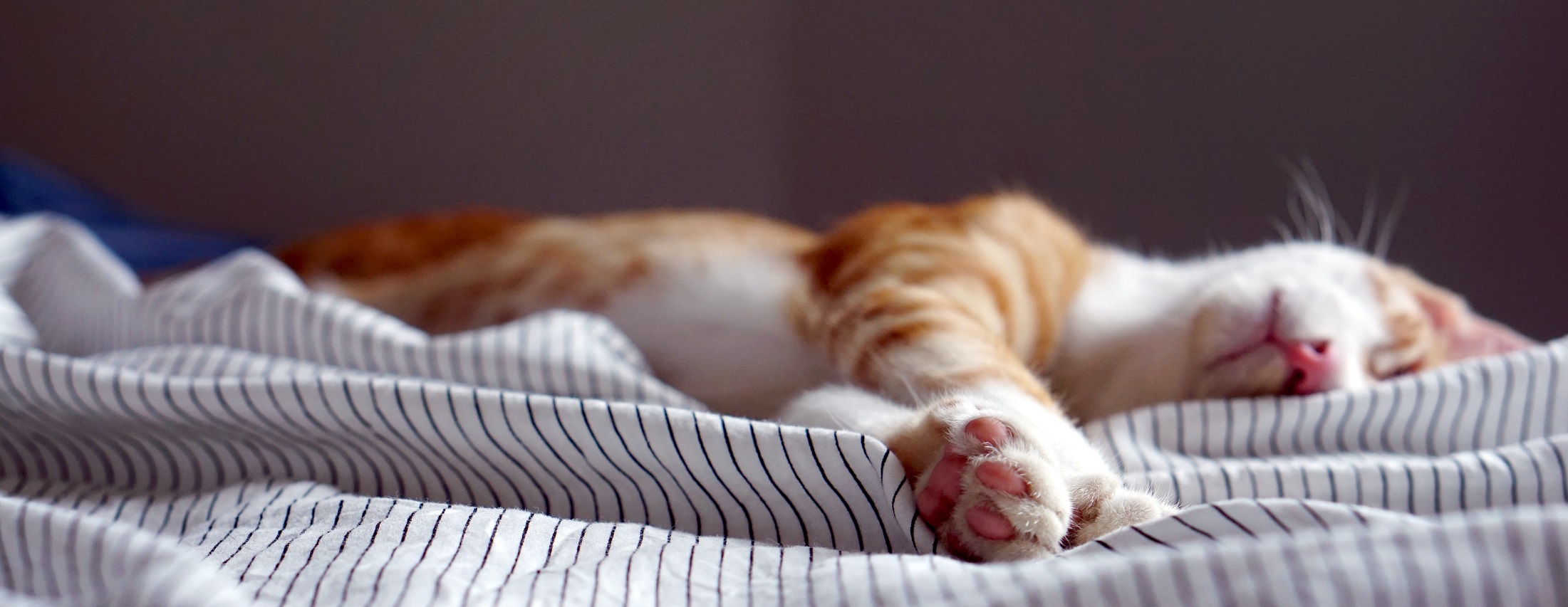 5 Ways to Sleep Better During Midterms and Beyond
