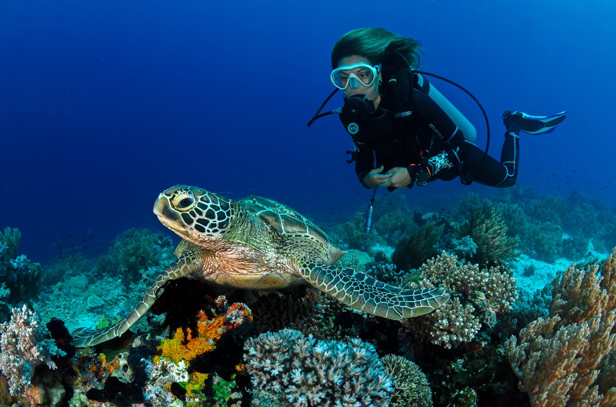 A woman in diving gear swims towards a sea turtle under the water.