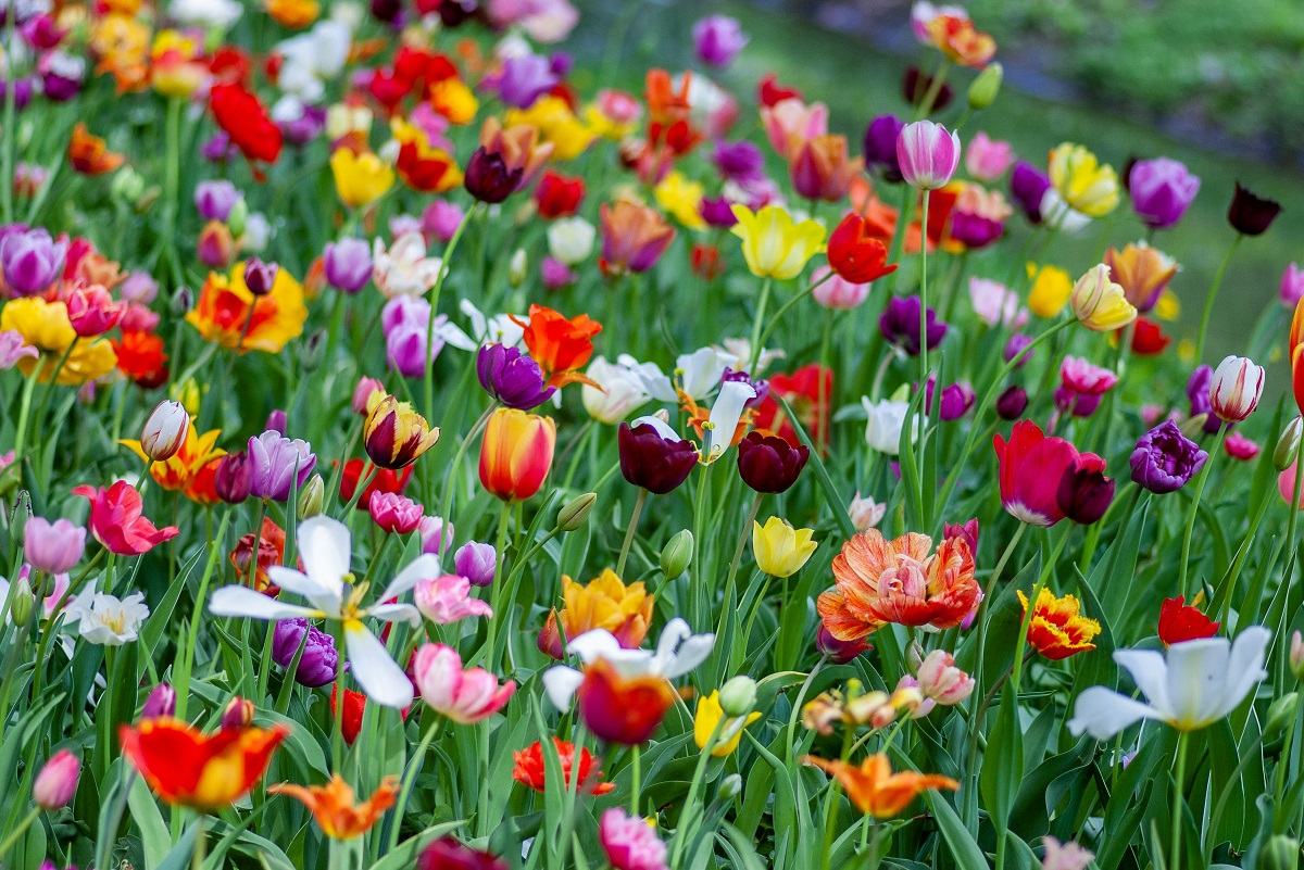Tulips of various colors growing on a hill