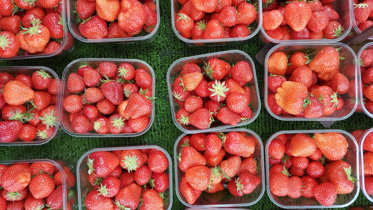 Plastic baskets of strawberries lined up on some turf.