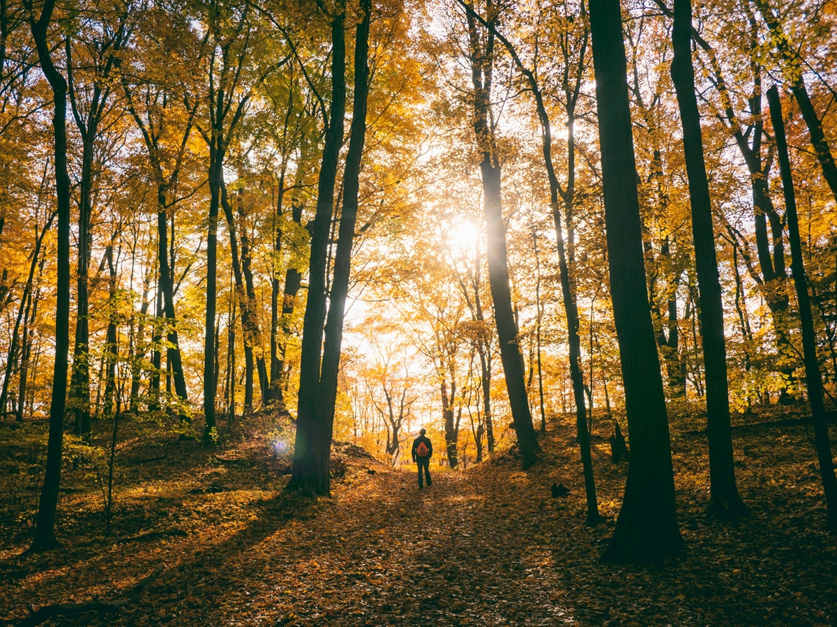 A person hiking through autumn woods