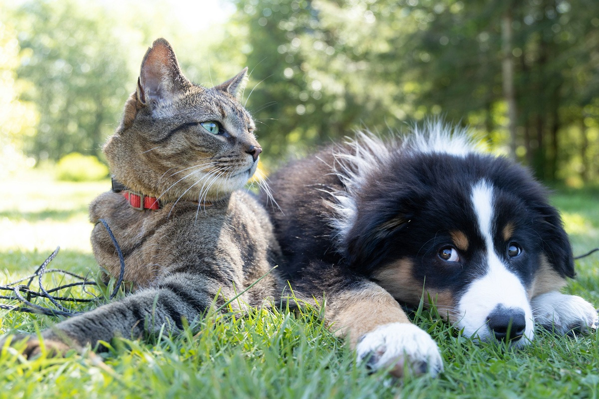 A cat and a puppy laying next to each other in the grass outside.