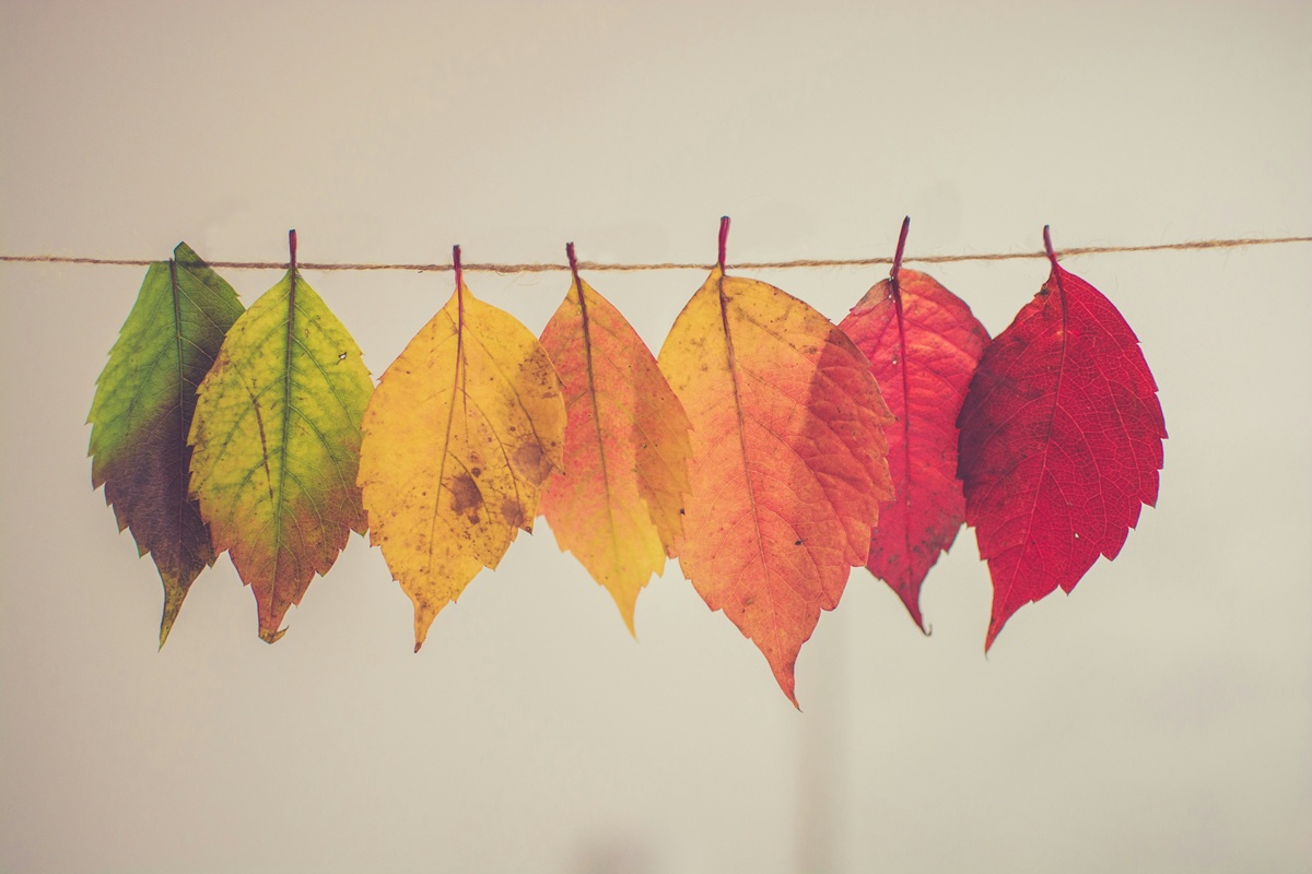 Leaves hanging on a piece of twine in order of a green to red gradient.