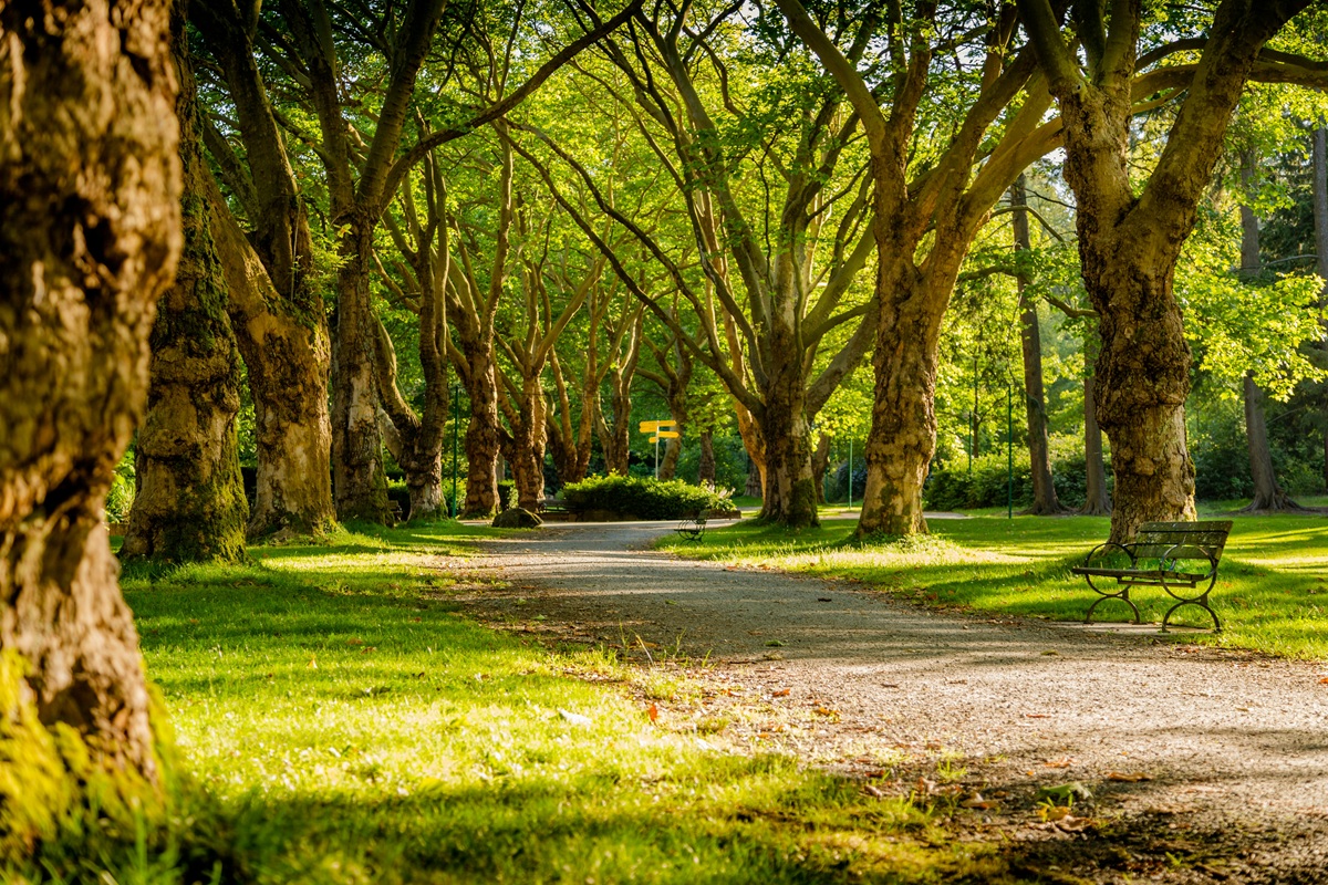 photo of a forest walking path