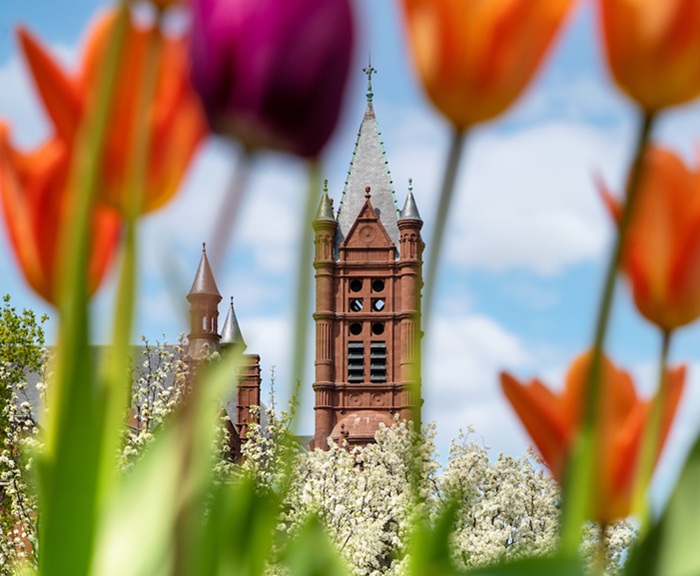 A view of Crouse College between the Tulips, Spring 2022