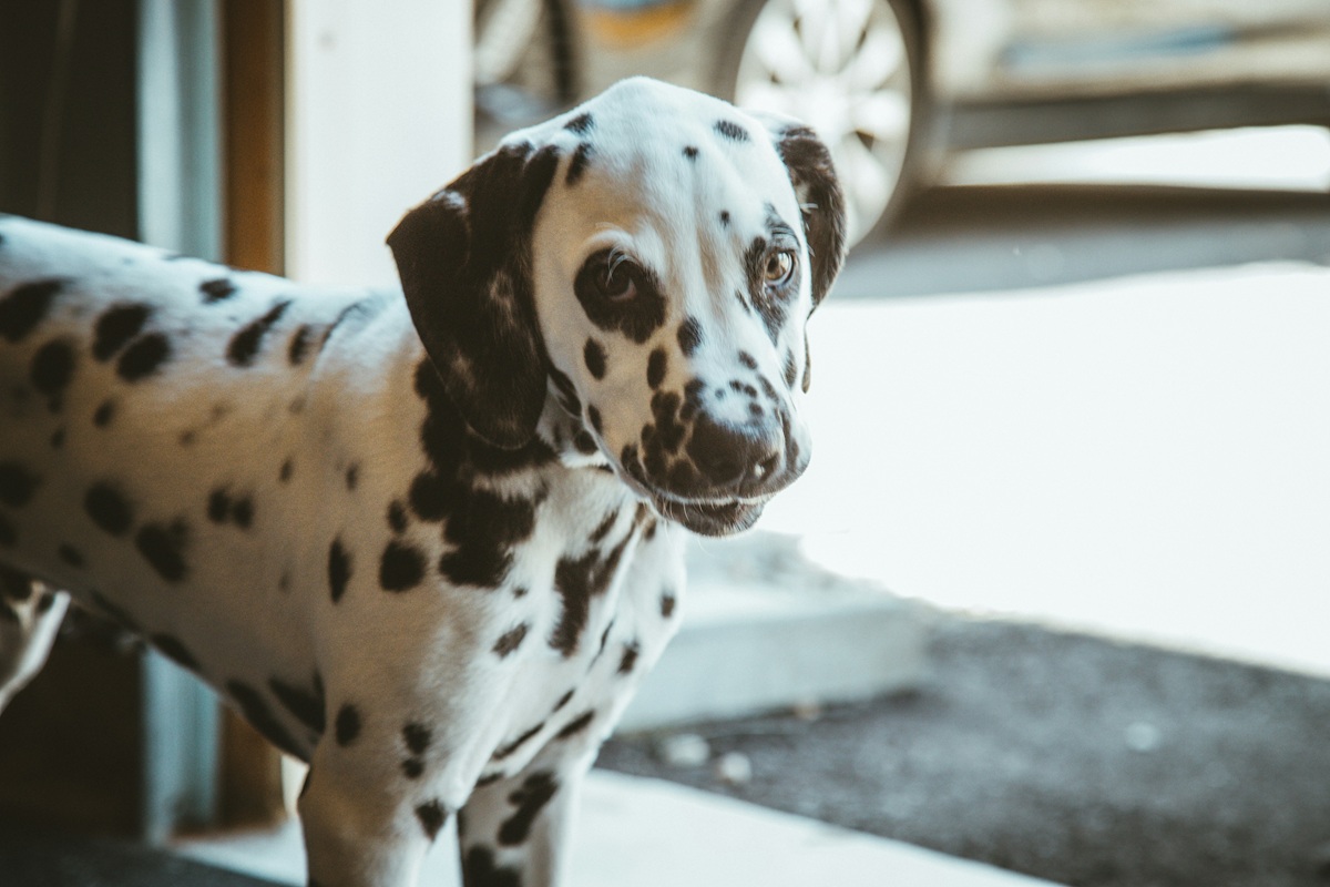 dalmation dog