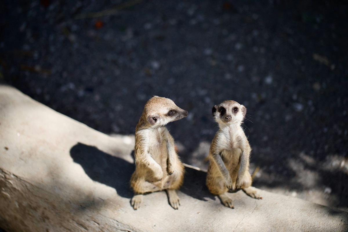 two meerkats sitting in the sun