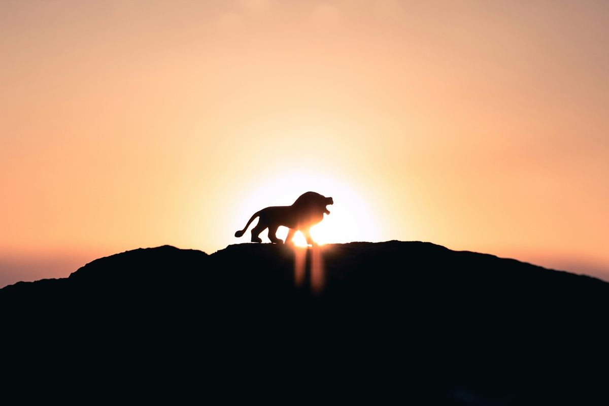 a lion roaring with the sun setting behind him