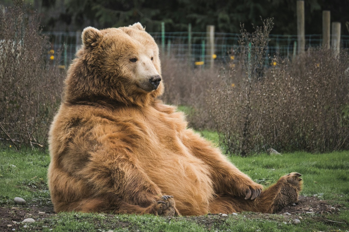a large brown bear sitting down