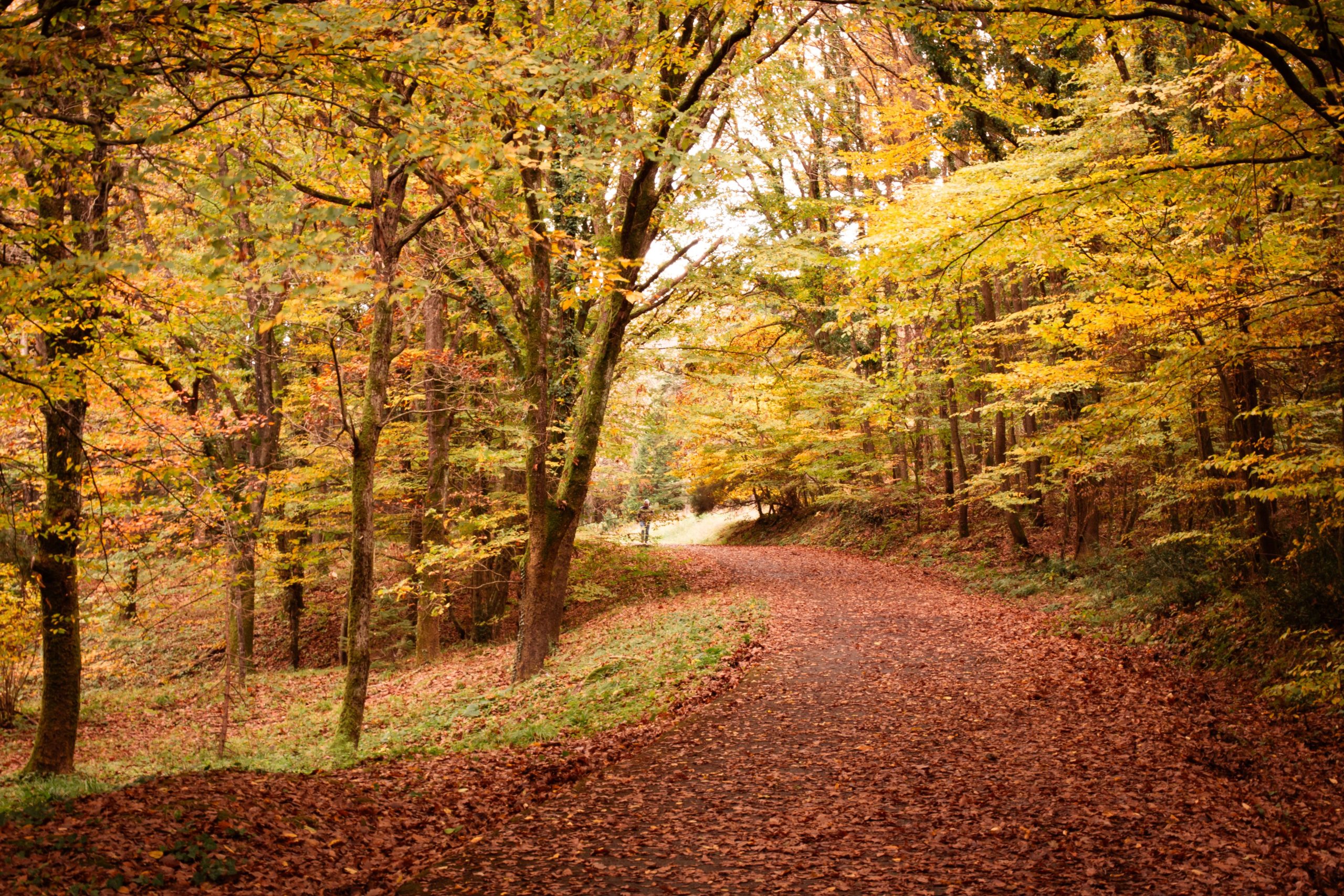 5 Fall Activities to do in Syracuse