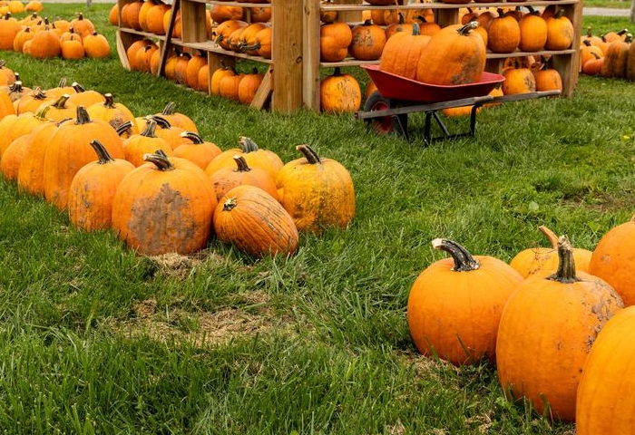 SU students visit Abbott Farms in Baldwinsville, NY just outside Syracuse for a few hours of apple picking in the farm’s large orchard in mid-September, 2023.